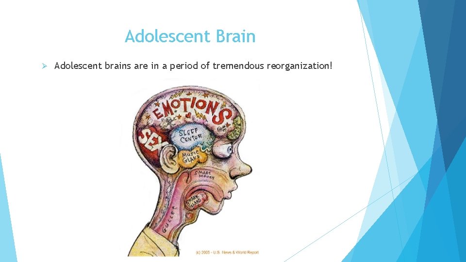 Adolescent Brain Ø Adolescent brains are in a period of tremendous reorganization! 