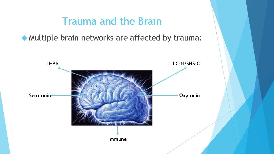 Trauma and the Brain Multiple brain networks are affected by trauma: LHPA LC-N/SNS-C Serotonin