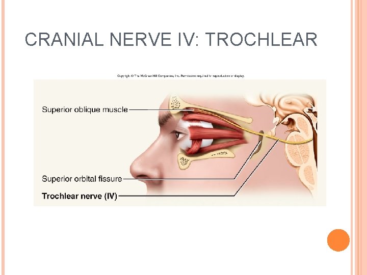 CRANIAL NERVE IV: TROCHLEAR 