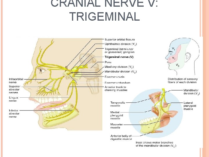 CRANIAL NERVE V: TRIGEMINAL 