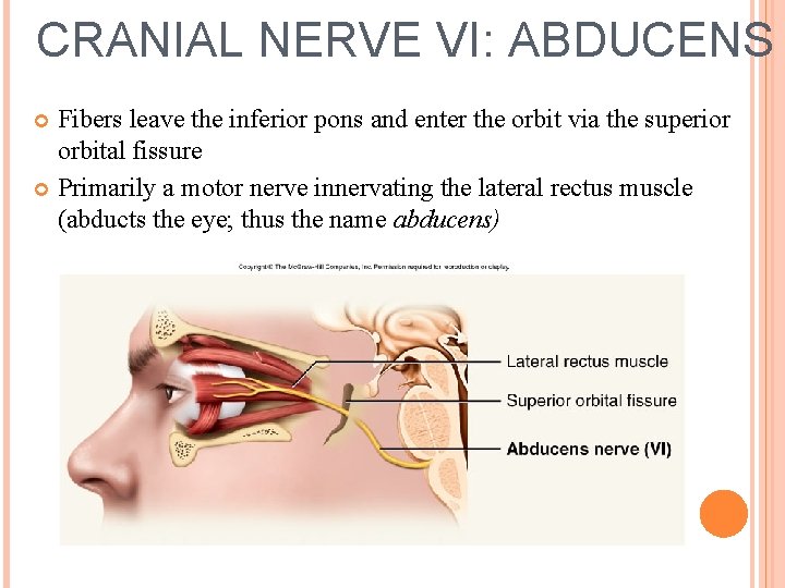 CRANIAL NERVE VI: ABDUCENS Fibers leave the inferior pons and enter the orbit via