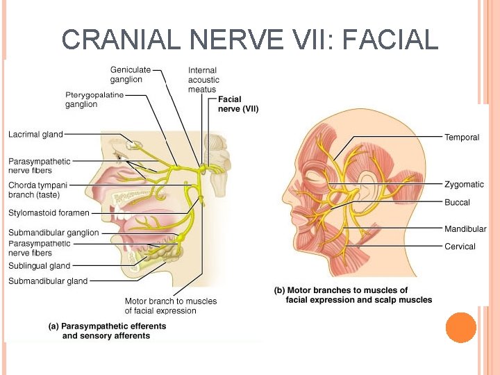 CRANIAL NERVE VII: FACIAL 