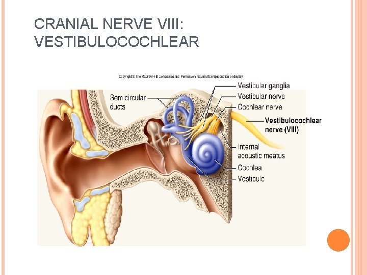 CRANIAL NERVE VIII: VESTIBULOCOCHLEAR 