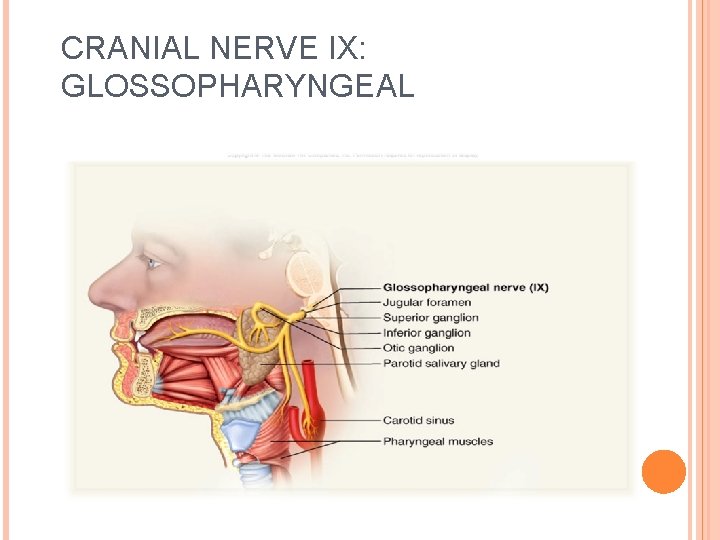 CRANIAL NERVE IX: GLOSSOPHARYNGEAL 