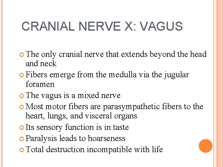 CRANIAL NERVE X: VAGUS The only cranial nerve that extends beyond the head and