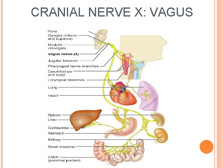CRANIAL NERVE X: VAGUS 
