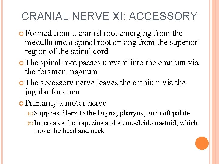 CRANIAL NERVE XI: ACCESSORY Formed from a cranial root emerging from the medulla and