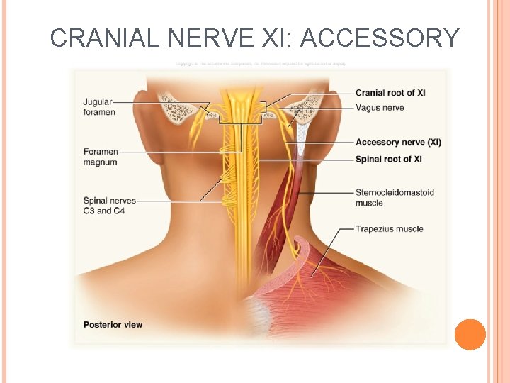 CRANIAL NERVE XI: ACCESSORY 