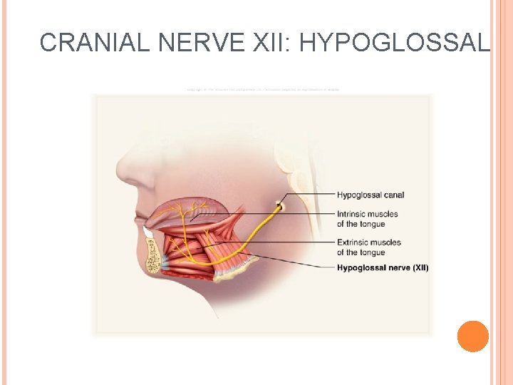 CRANIAL NERVE XII: HYPOGLOSSAL 