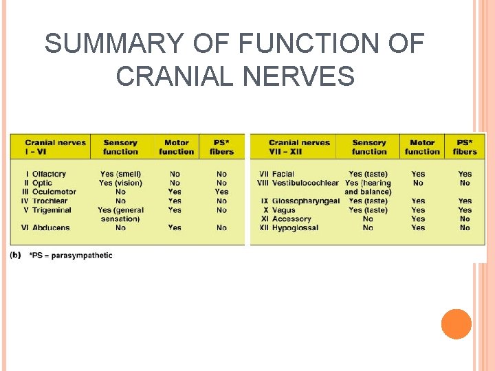 SUMMARY OF FUNCTION OF CRANIAL NERVES 