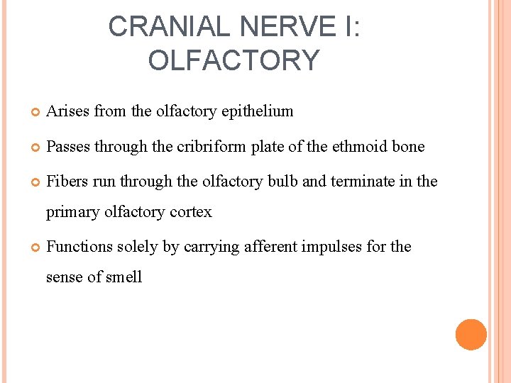 CRANIAL NERVE I: OLFACTORY Arises from the olfactory epithelium Passes through the cribriform plate