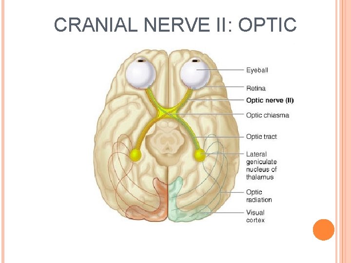 CRANIAL NERVE II: OPTIC 