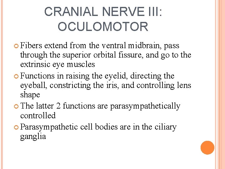 CRANIAL NERVE III: OCULOMOTOR Fibers extend from the ventral midbrain, pass through the superior