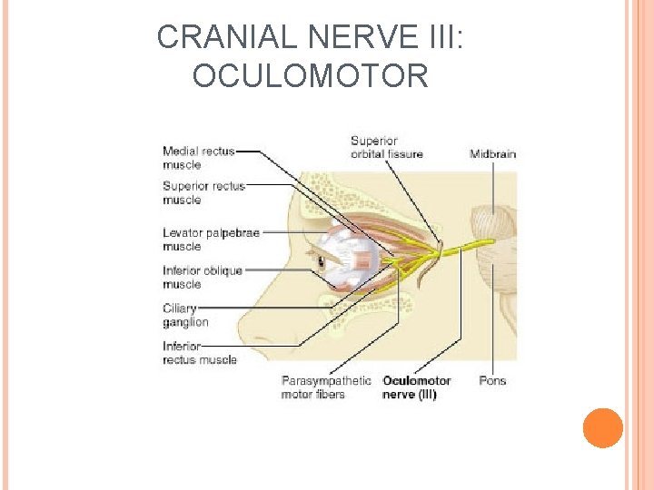 CRANIAL NERVE III: OCULOMOTOR 