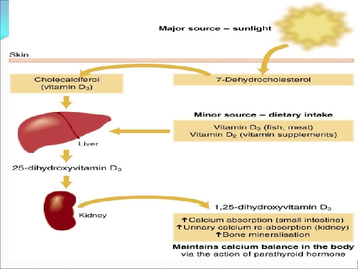 Vitamin D body can make from sunlight precursor made from cholesterol production occurs in