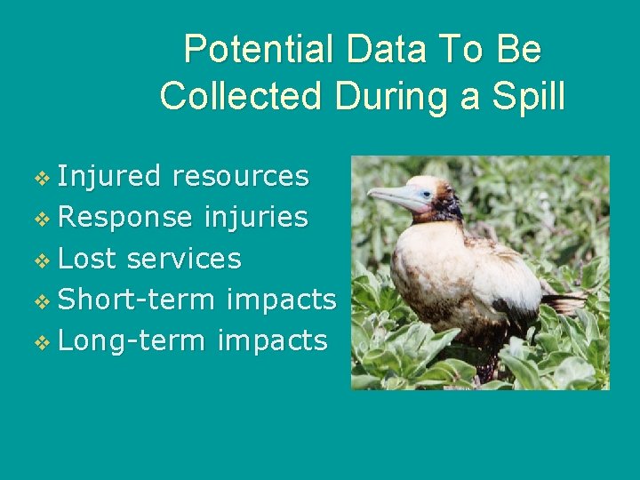 Potential Data To Be Collected During a Spill v Injured resources v Response injuries