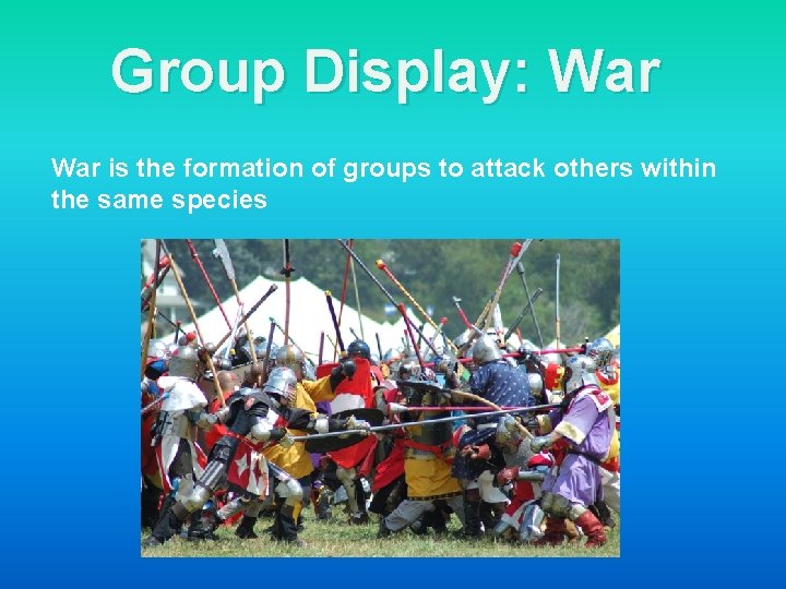 Group Display: War is the formation of groups to attack others within the same