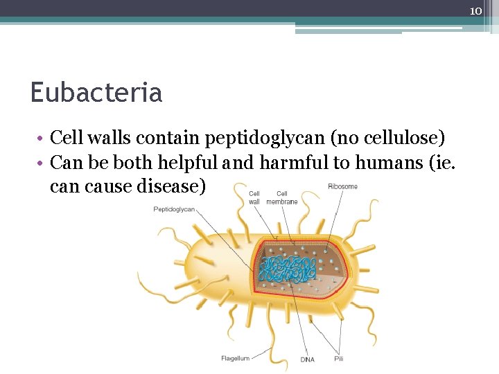 10 Eubacteria • Cell walls contain peptidoglycan (no cellulose) • Can be both helpful