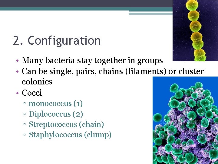 15 2. Configuration • Many bacteria stay together in groups • Can be single,