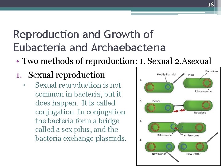 18 Reproduction and Growth of Eubacteria and Archaebacteria • Two methods of reproduction: 1.