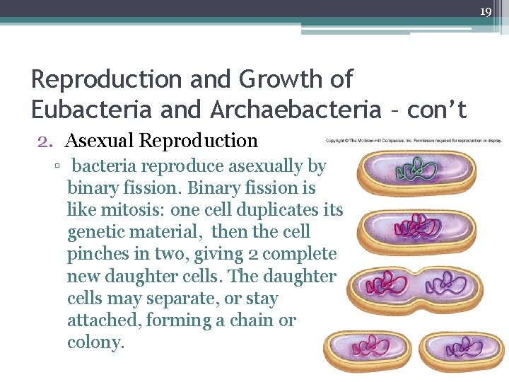 19 Reproduction and Growth of Eubacteria and Archaebacteria – con’t 2. Asexual Reproduction ▫