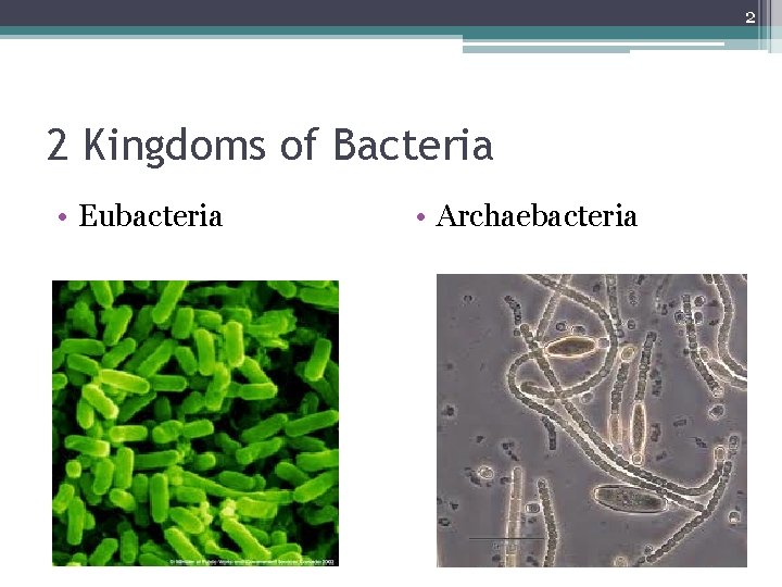 2 2 Kingdoms of Bacteria • Eubacteria • Archaebacteria 