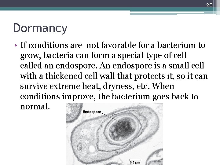 20 Dormancy • If conditions are not favorable for a bacterium to grow, bacteria