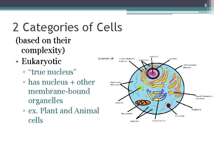 4 2 Categories of Cells (based on their complexity) • Eukaryotic ▫ “true nucleus”