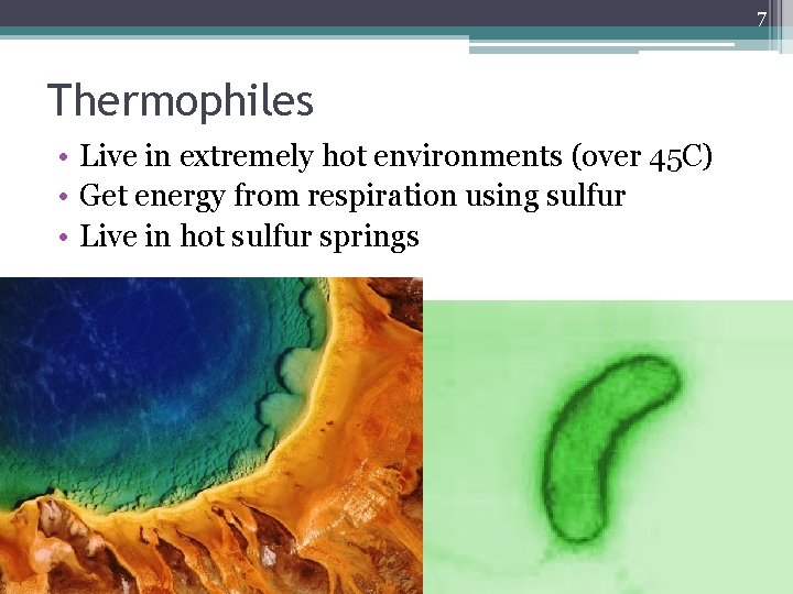 7 Thermophiles • Live in extremely hot environments (over 45 C) • Get energy