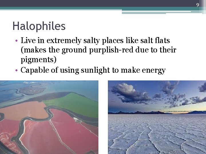 9 Halophiles • Live in extremely salty places like salt flats (makes the ground