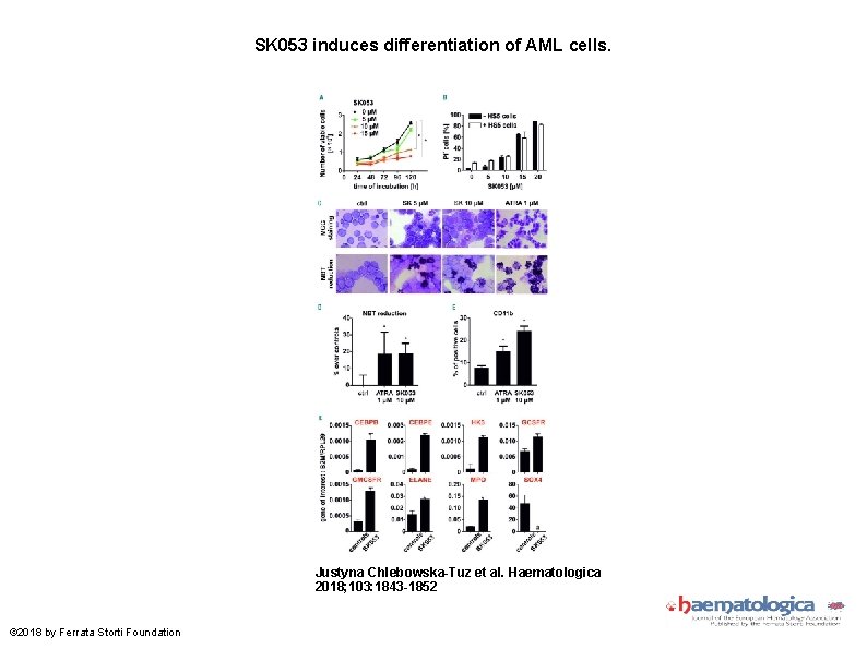 SK 053 induces differentiation of AML cells. Justyna Chlebowska-Tuz et al. Haematologica 2018; 103: