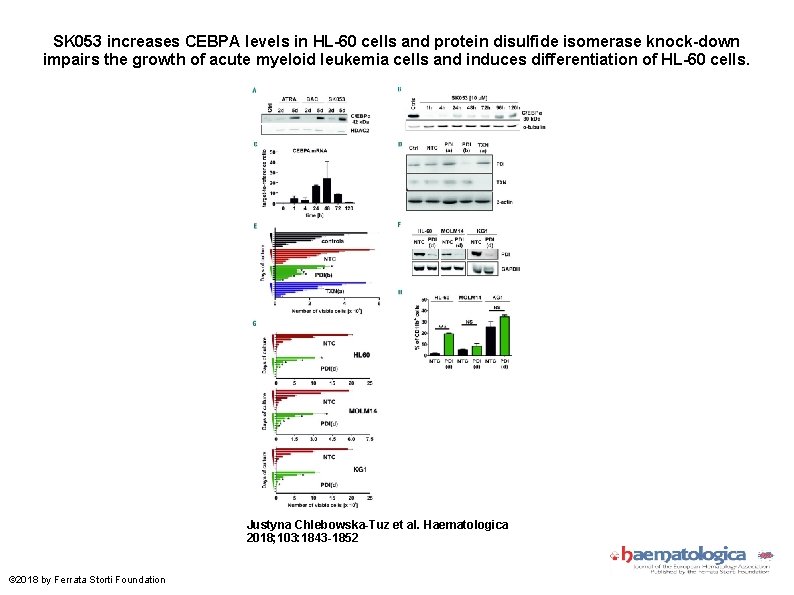 SK 053 increases CEBPA levels in HL-60 cells and protein disulfide isomerase knock-down impairs