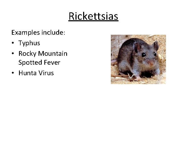 Rickettsias Examples include: • Typhus • Rocky Mountain Spotted Fever • Hunta Virus 