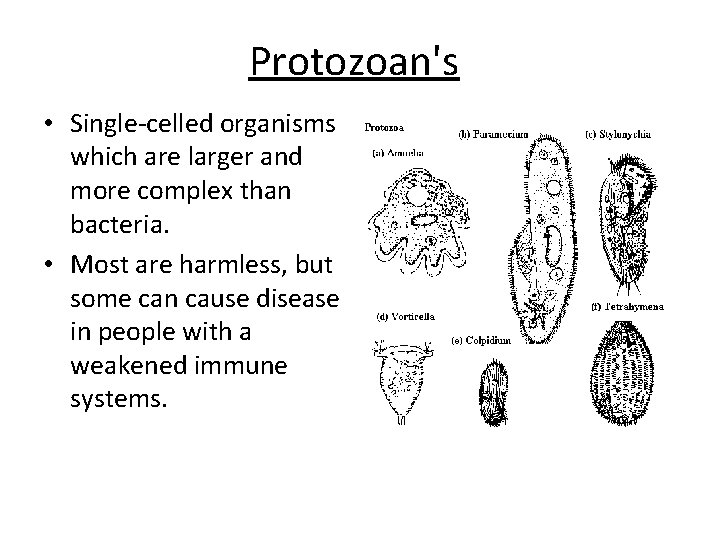 Protozoan's • Single-celled organisms which are larger and more complex than bacteria. • Most
