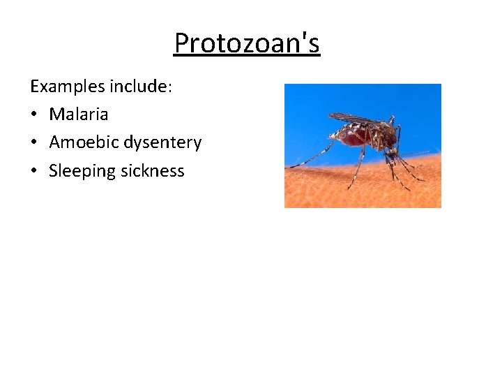 Protozoan's Examples include: • Malaria • Amoebic dysentery • Sleeping sickness 