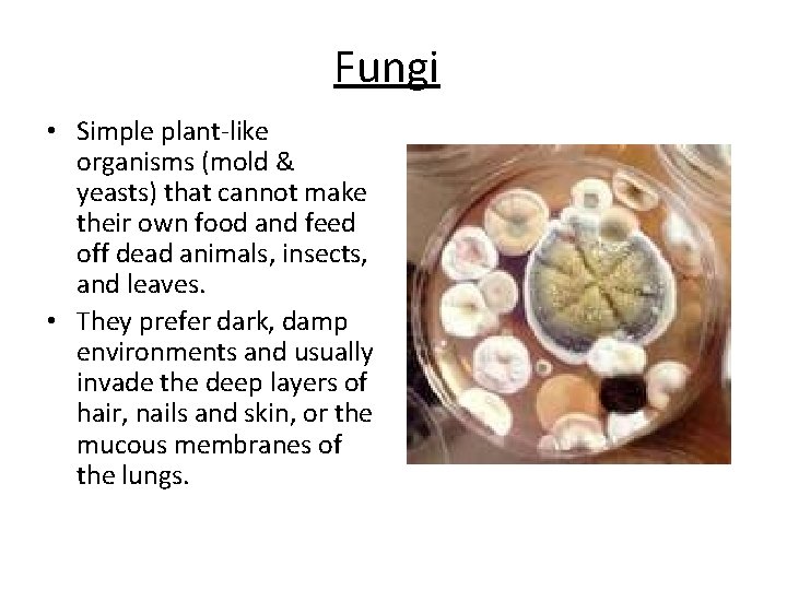 Fungi • Simple plant-like organisms (mold & yeasts) that cannot make their own food