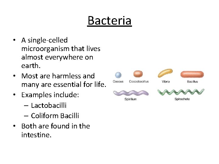 Bacteria • A single-celled microorganism that lives almost everywhere on earth. • Most are