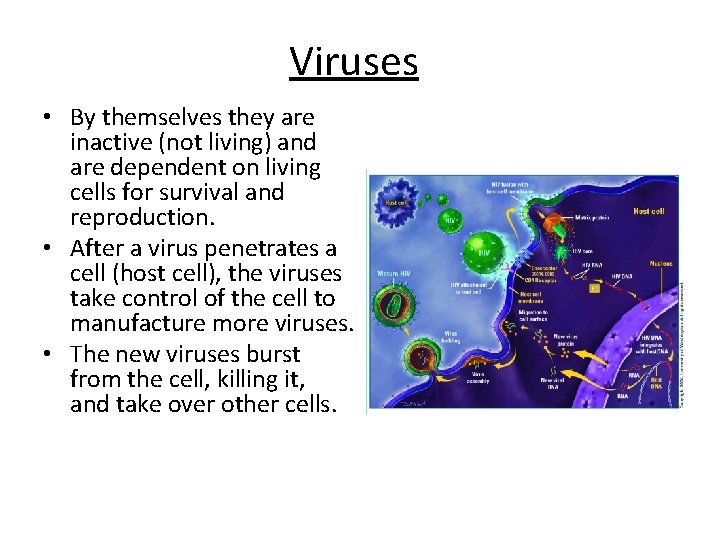 Viruses • By themselves they are inactive (not living) and are dependent on living