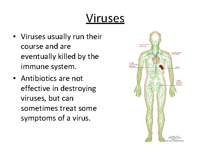 Viruses • Viruses usually run their course and are eventually killed by the immune