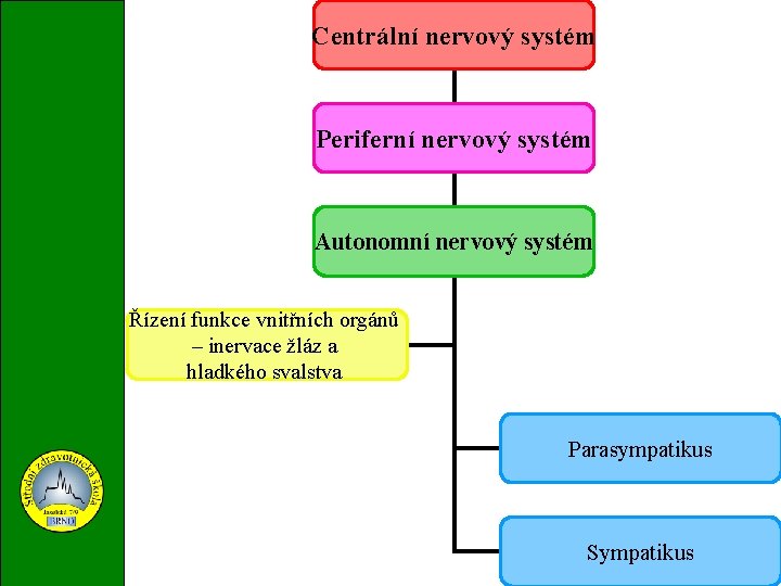 Centrální nervový systém Periferní nervový systém Autonomní nervový systém Řízení funkce vnitřních orgánů –