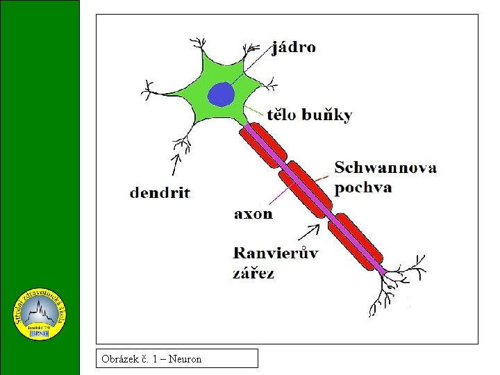 Obrázek č. 1 – Neuron 