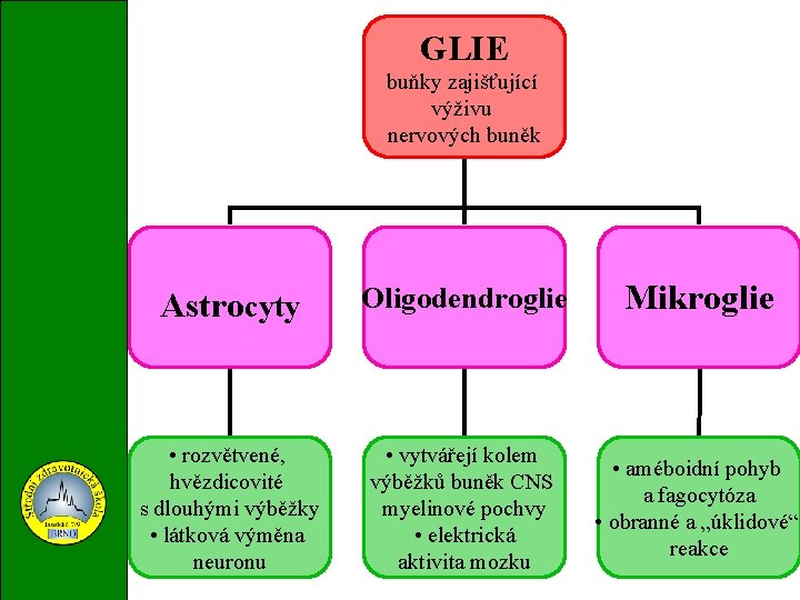 GLIE buňky zajišťující výživu nervových buněk Astrocyty Oligodendroglie Mikroglie • rozvětvené, hvězdicovité s dlouhými