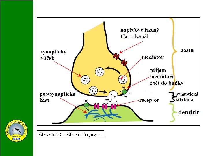 Obrázek č. 2 – Chemická synapse 
