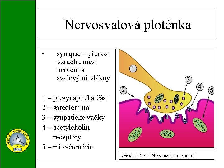 Nervosvalová ploténka • synapse – přenos vzruchu mezi nervem a svalovými vlákny 1 –