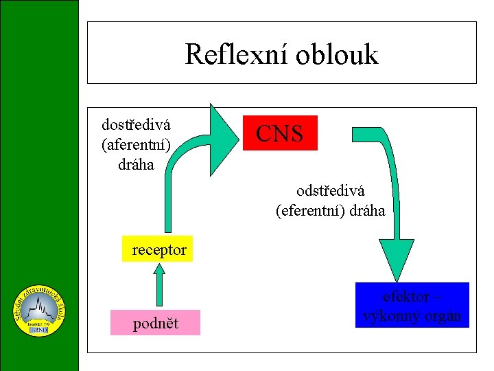 Reflexní oblouk dostředivá (aferentní) dráha CNS odstředivá (eferentní) dráha receptor podnět efektor – výkonný