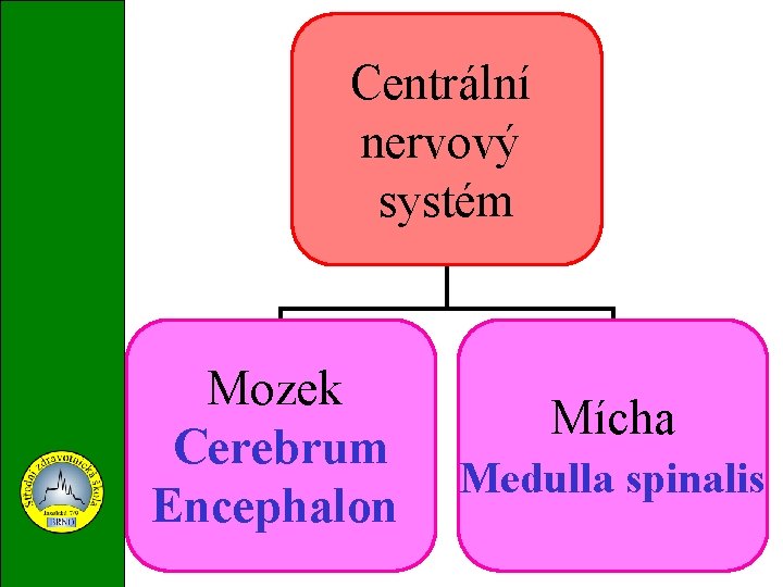 Centrální nervový systém Mozek Cerebrum Encephalon Mícha Medulla spinalis 
