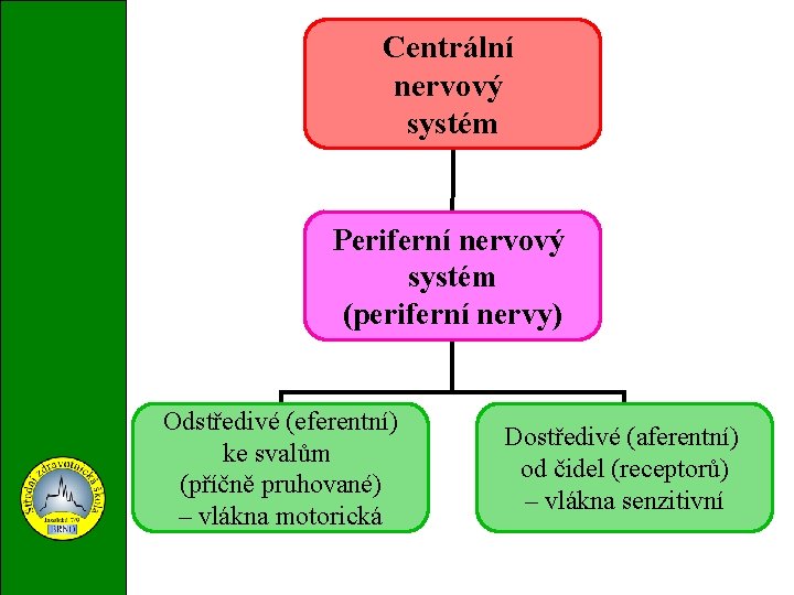 Centrální nervový systém Periferní nervový systém (periferní nervy) Odstředivé (eferentní) ke svalům (příčně pruhované)