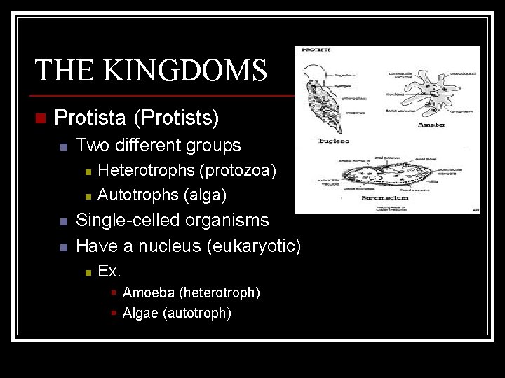 THE KINGDOMS n Protista (Protists) n Two different groups n n Heterotrophs (protozoa) Autotrophs