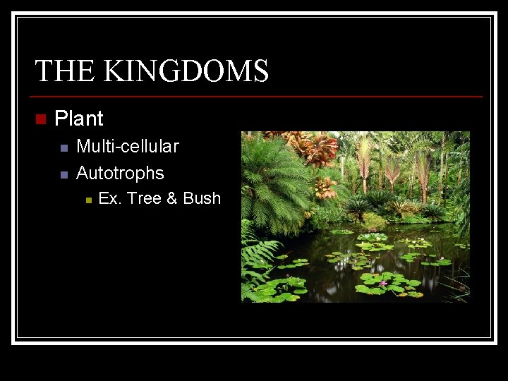 THE KINGDOMS n Plant n n Multi-cellular Autotrophs n Ex. Tree & Bush 