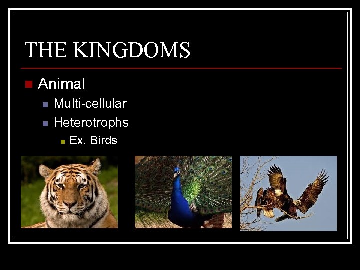 THE KINGDOMS n Animal n n Multi-cellular Heterotrophs n Ex. Birds 